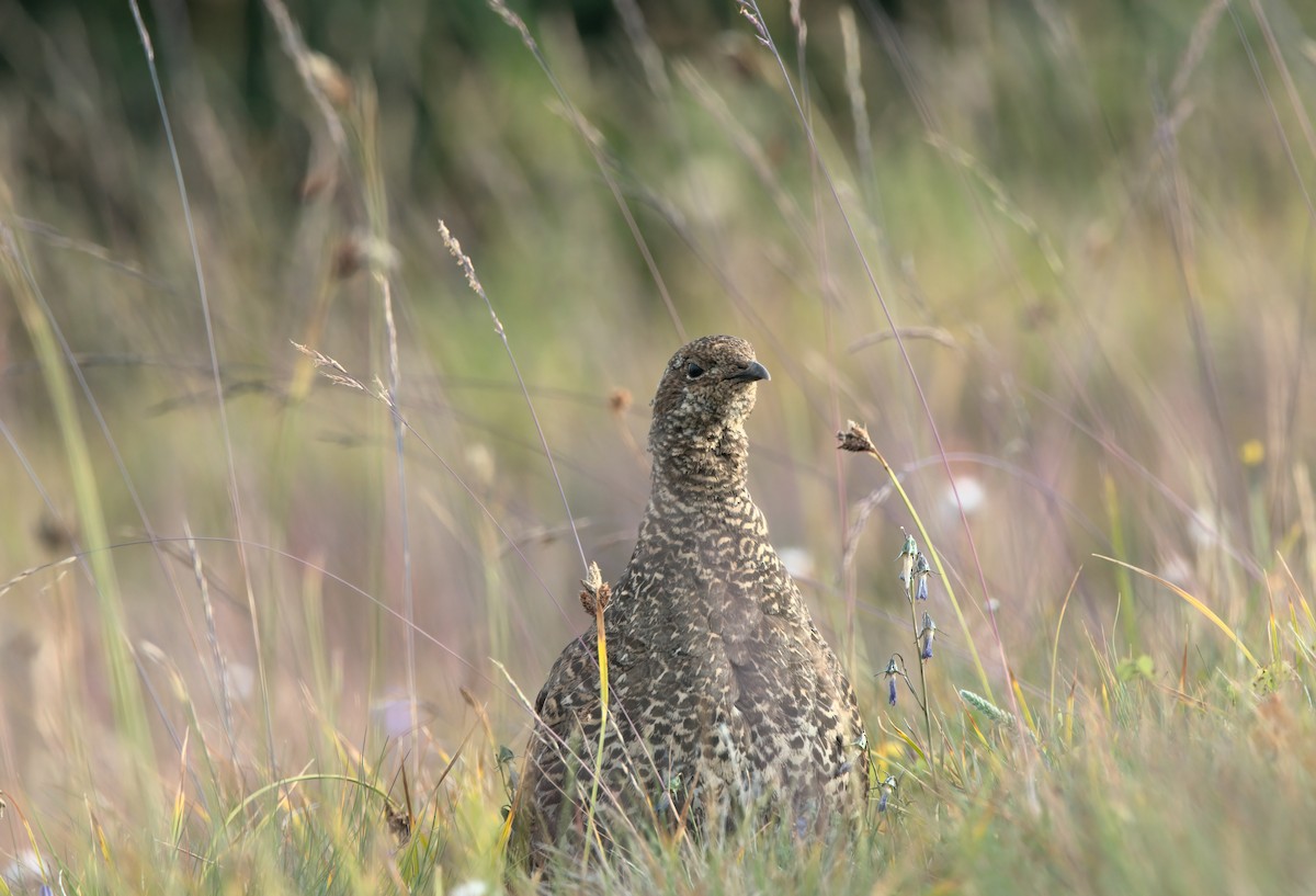 Sooty Grouse - ML640594518