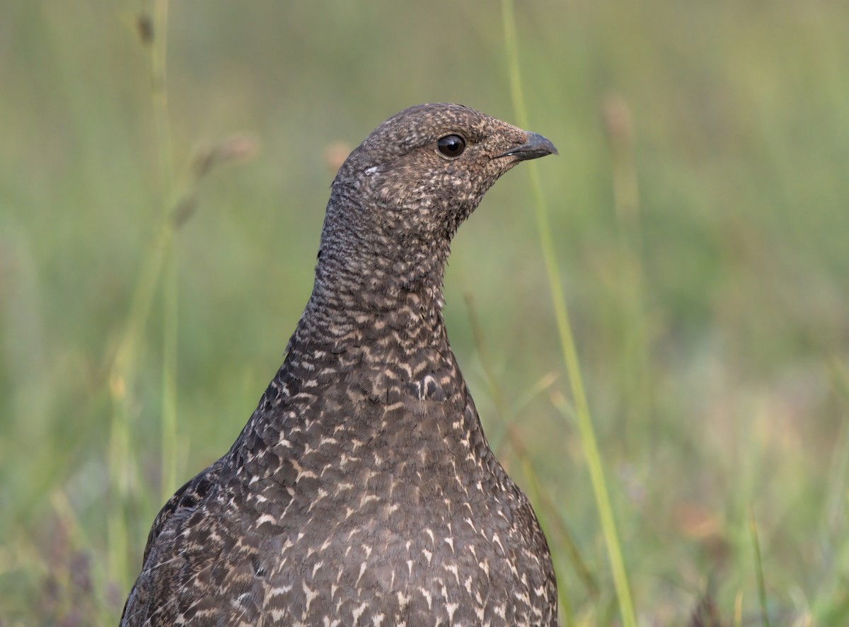 Sooty Grouse - ML640594519