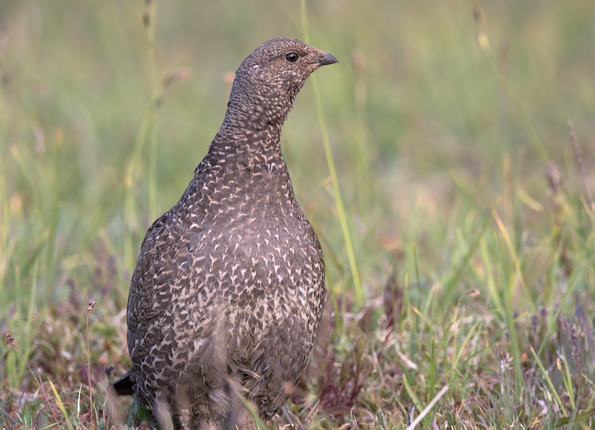 Sooty Grouse - ML640594520