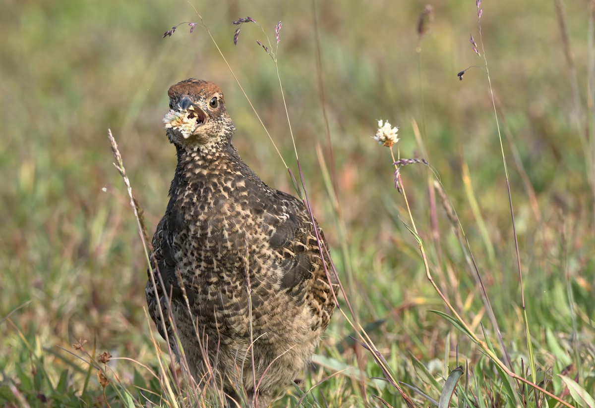 Sooty Grouse - ML640594521