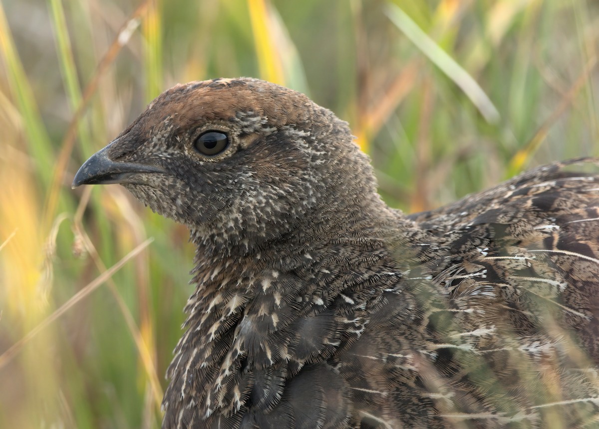 Sooty Grouse - ML640594522