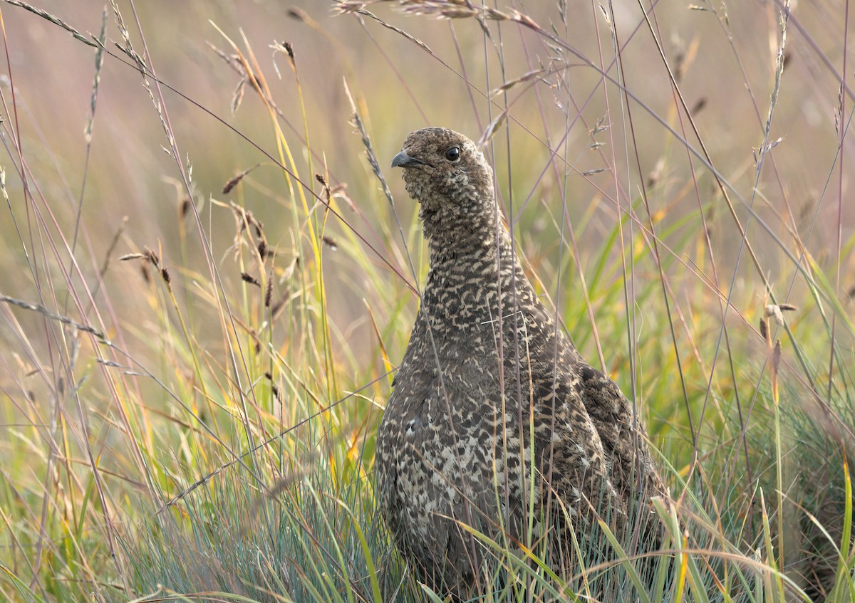 Sooty Grouse - ML640594523