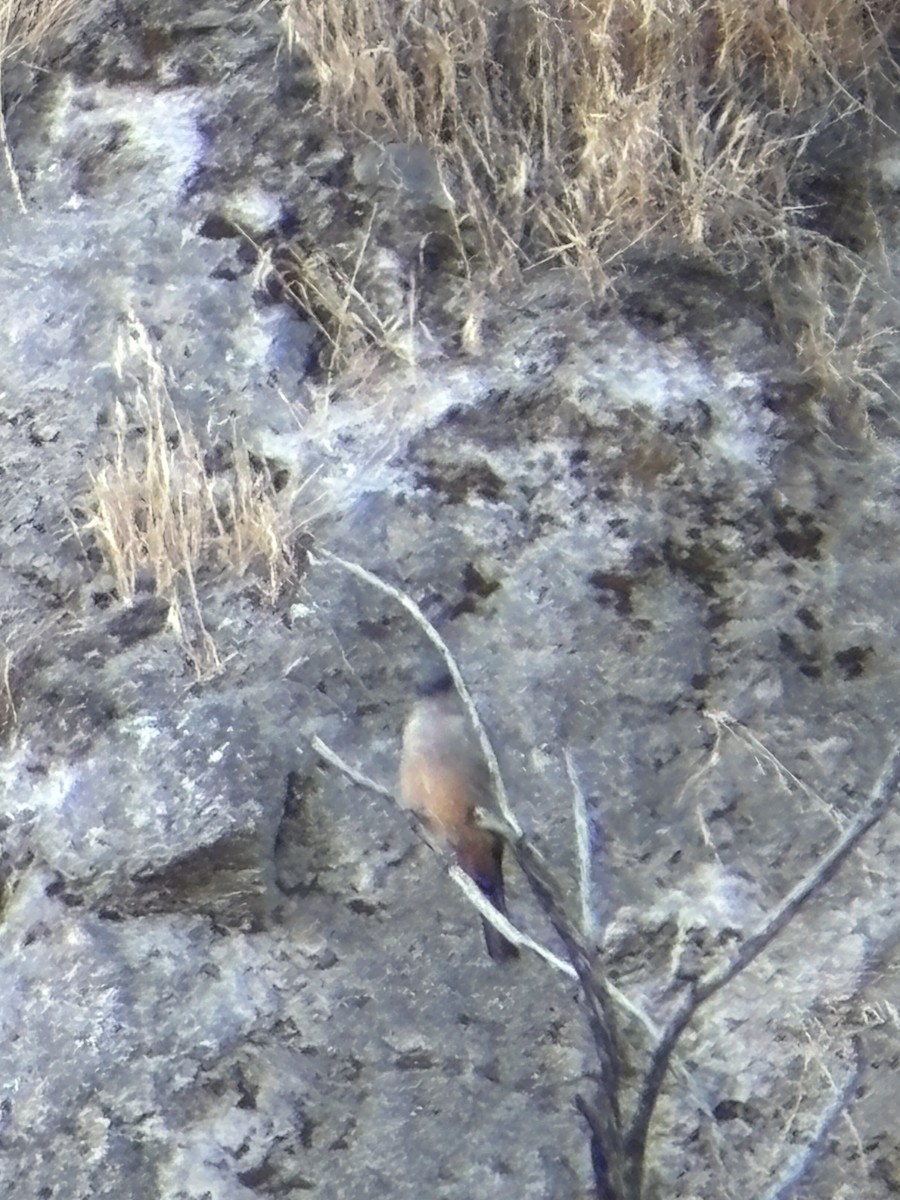 Mosquero Llanero - ML640594526