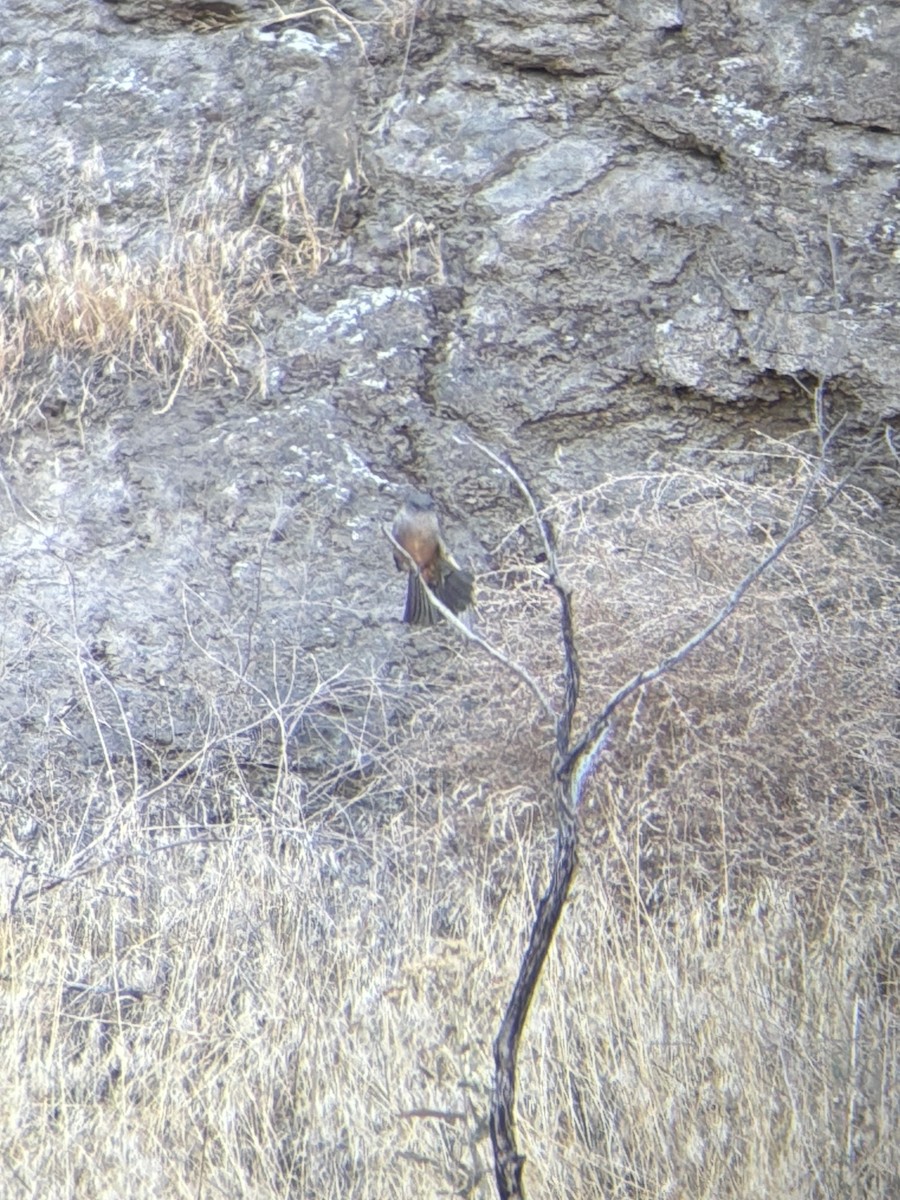 Mosquero Llanero - ML640594527