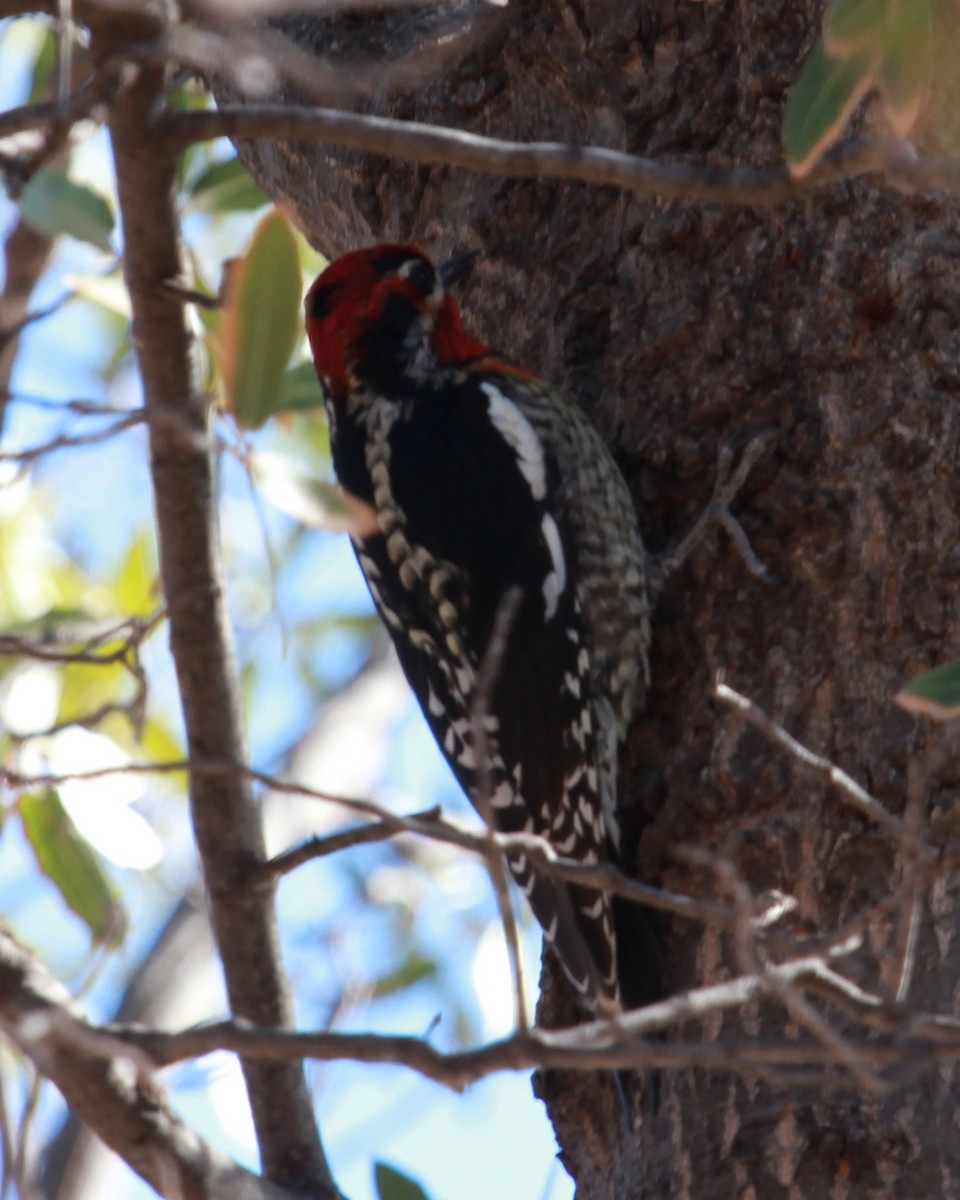 Red-naped x Red-breasted Sapsucker (hybrid) - ML640594546