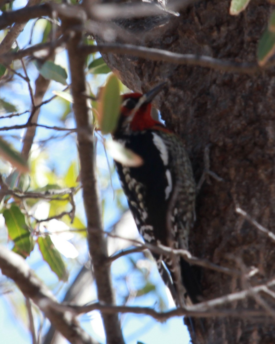 Red-naped x Red-breasted Sapsucker (hybrid) - ML640594547