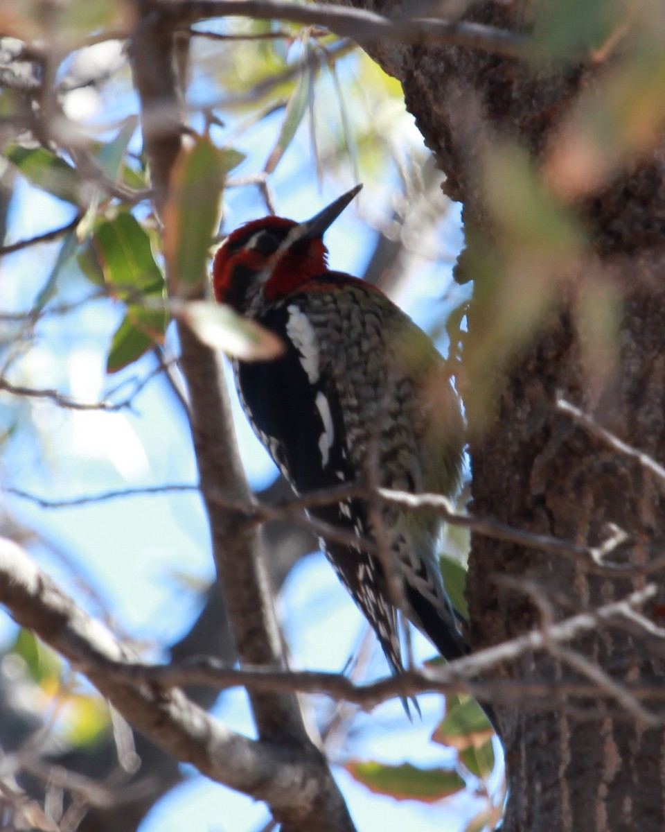 Red-naped x Red-breasted Sapsucker (hybrid) - ML640594548