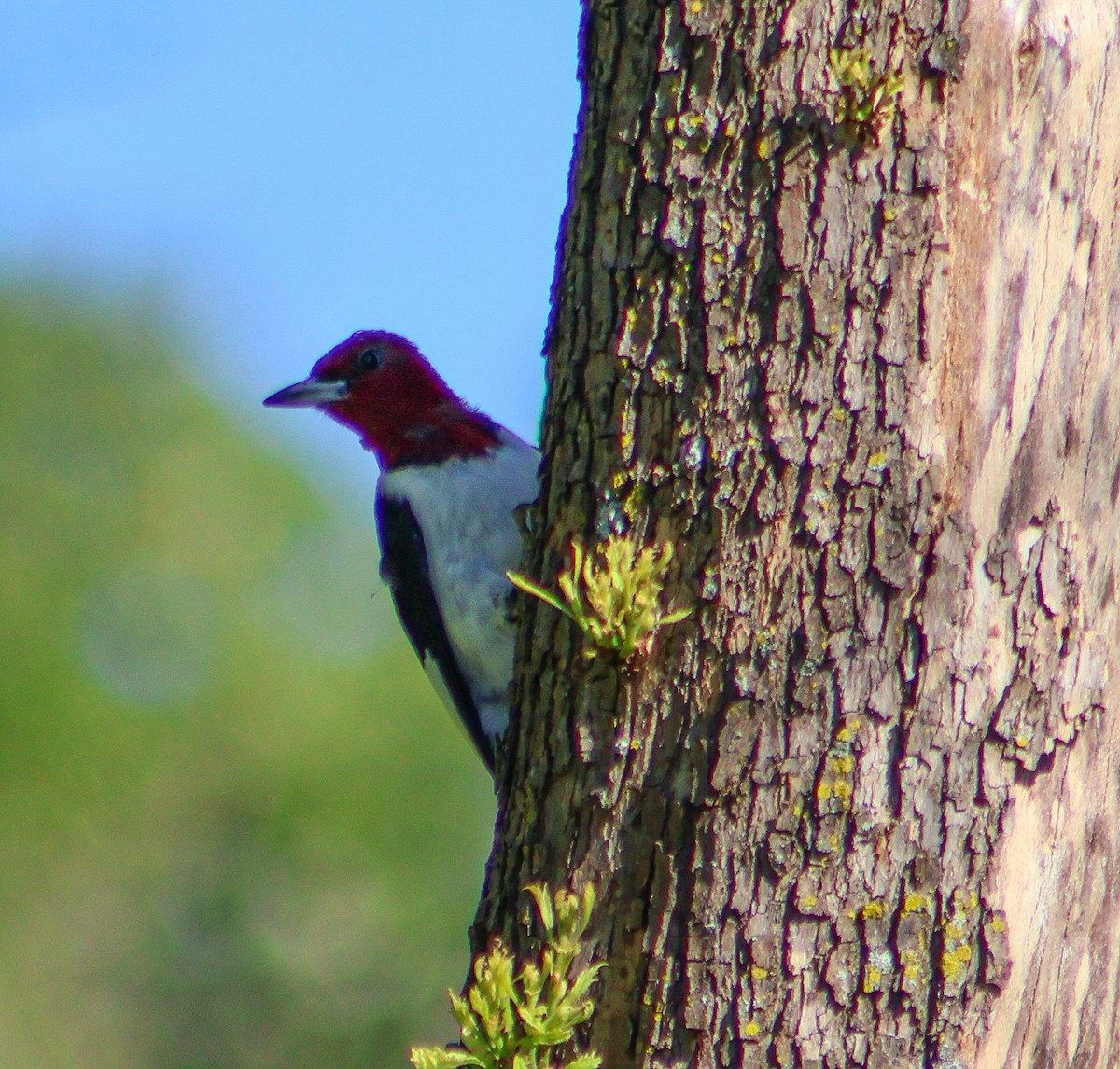 Red-headed Woodpecker - ML640594554