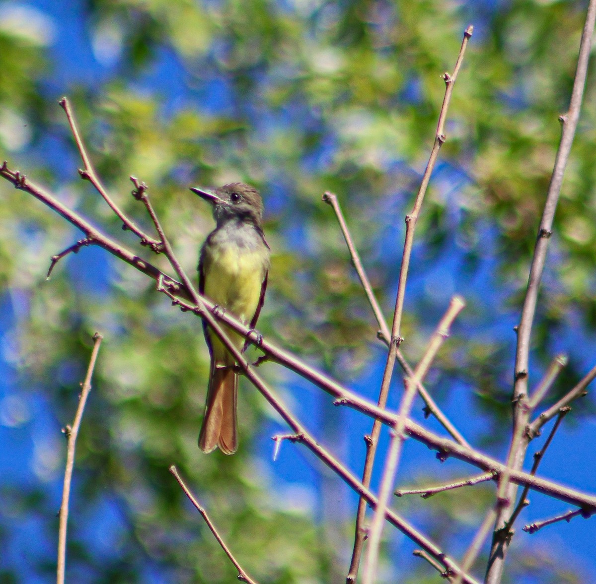 Great Crested Flycatcher - ML640594570