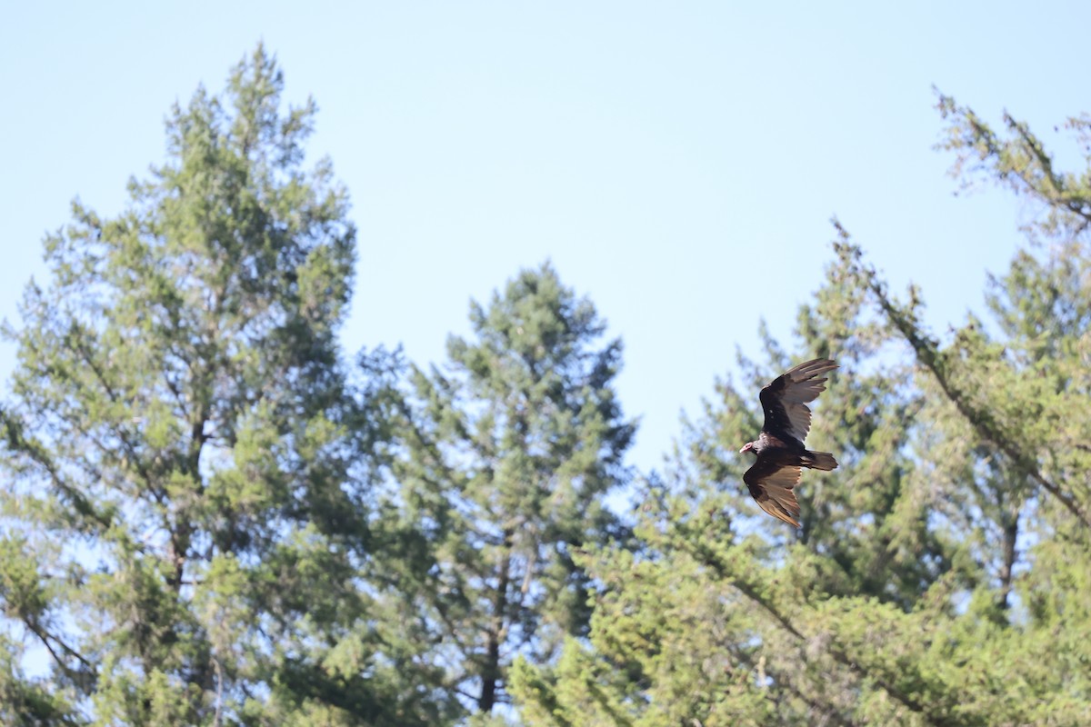Turkey Vulture - ML640594591