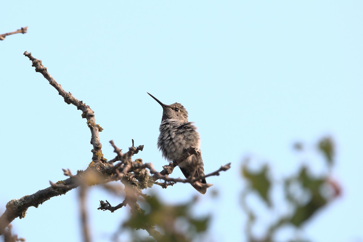 Anna's Hummingbird - ML640594598