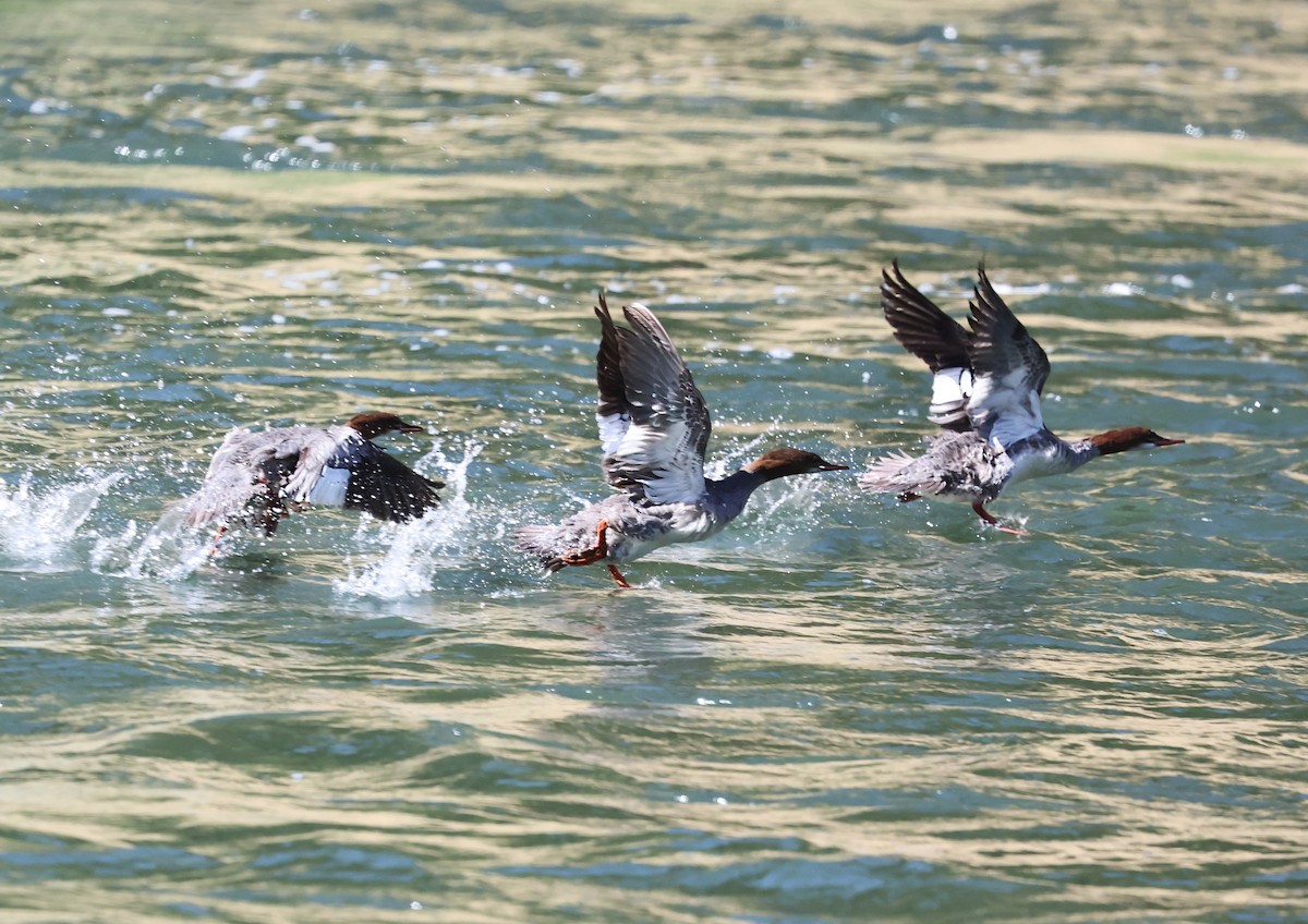 Common Merganser - ML640594632