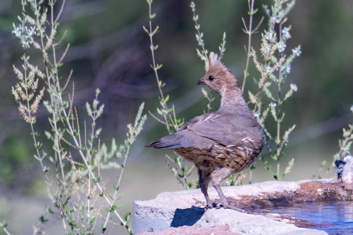Scaled Quail - ML640594652