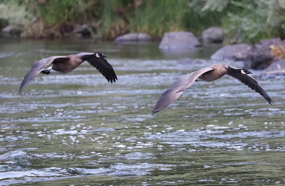 Canada Goose - ML640594653