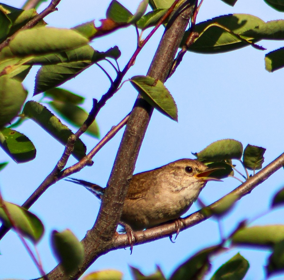 Northern House Wren - ML640594669