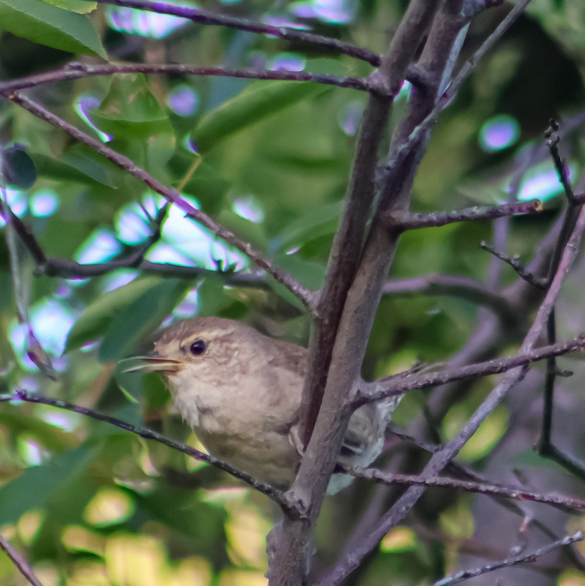 Northern House Wren - ML640594670