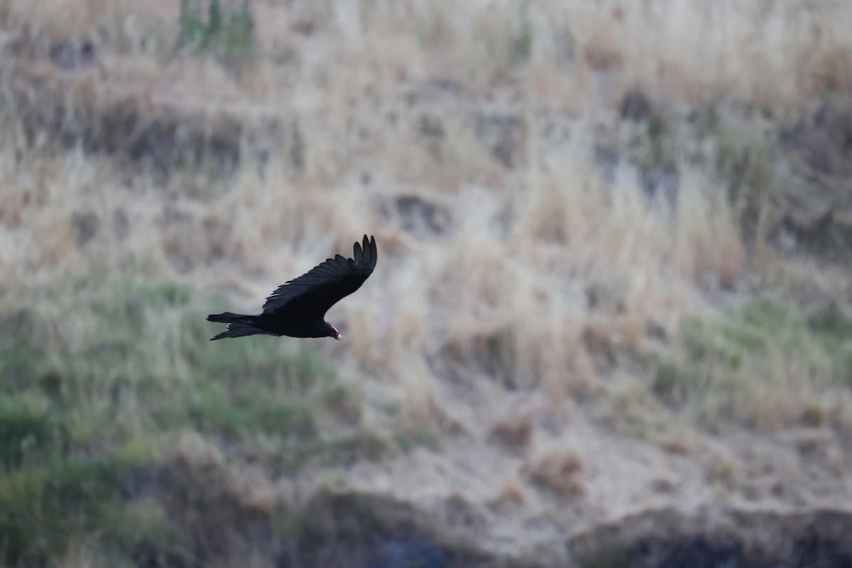 Turkey Vulture - ML640594675