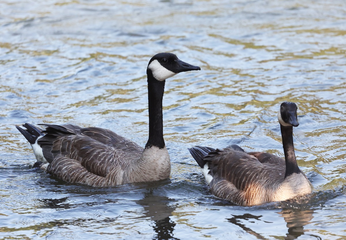 Canada Goose - ML640594682