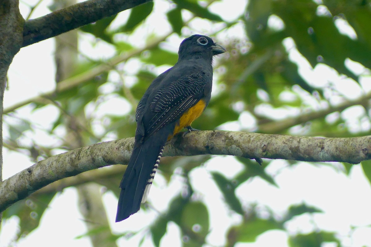 Gartered Trogon - ML640594723