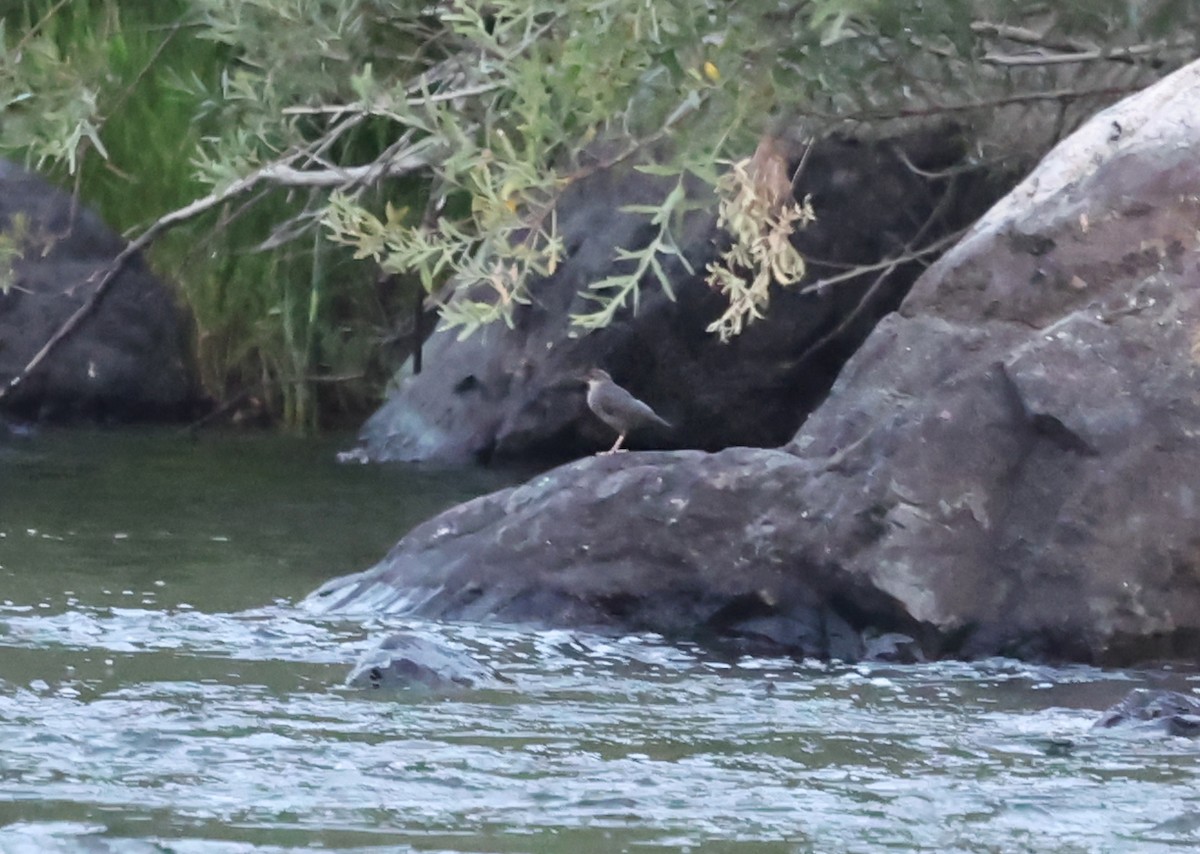 American Dipper - ML640594752