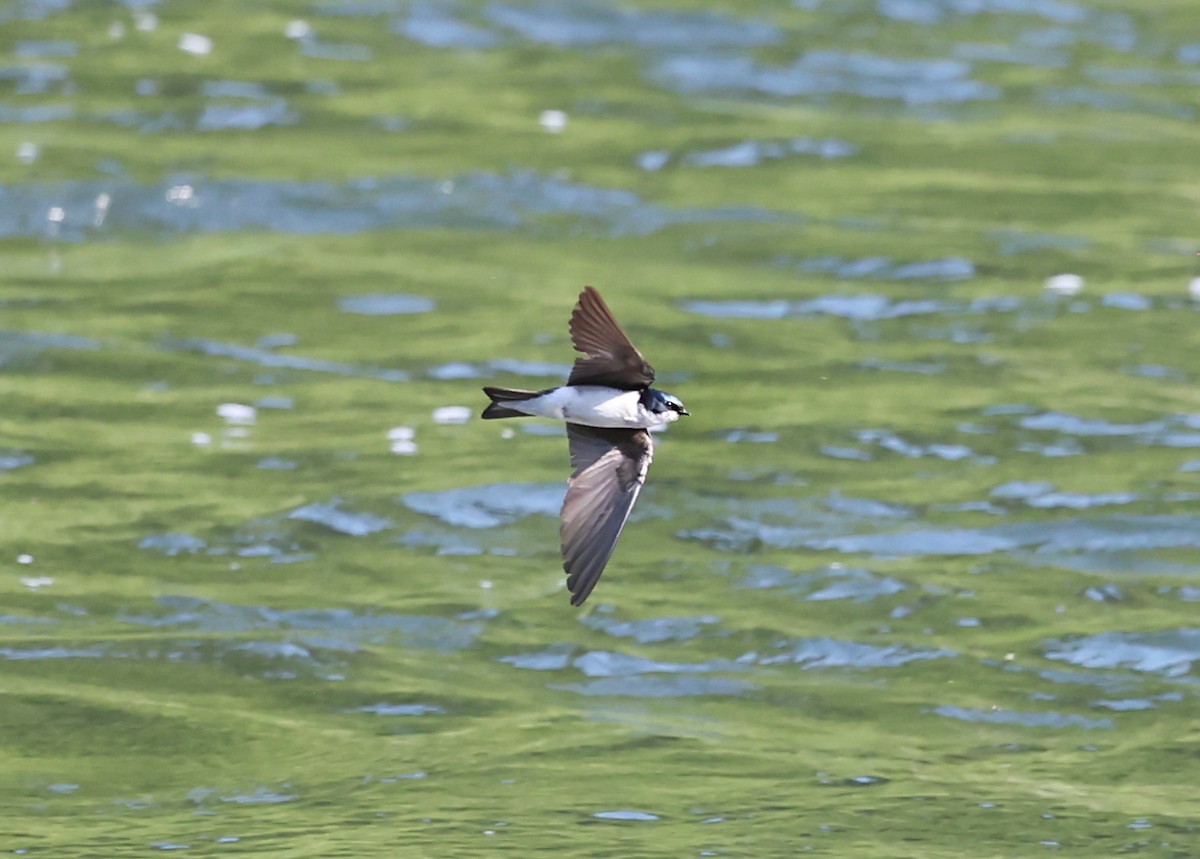 Tree Swallow - ML640594766