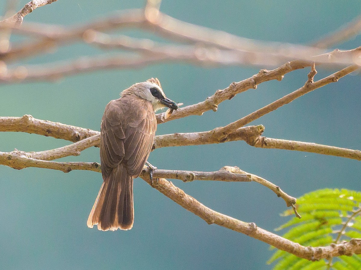 Ak Yüzlü Arapbülbülü - ML640594768