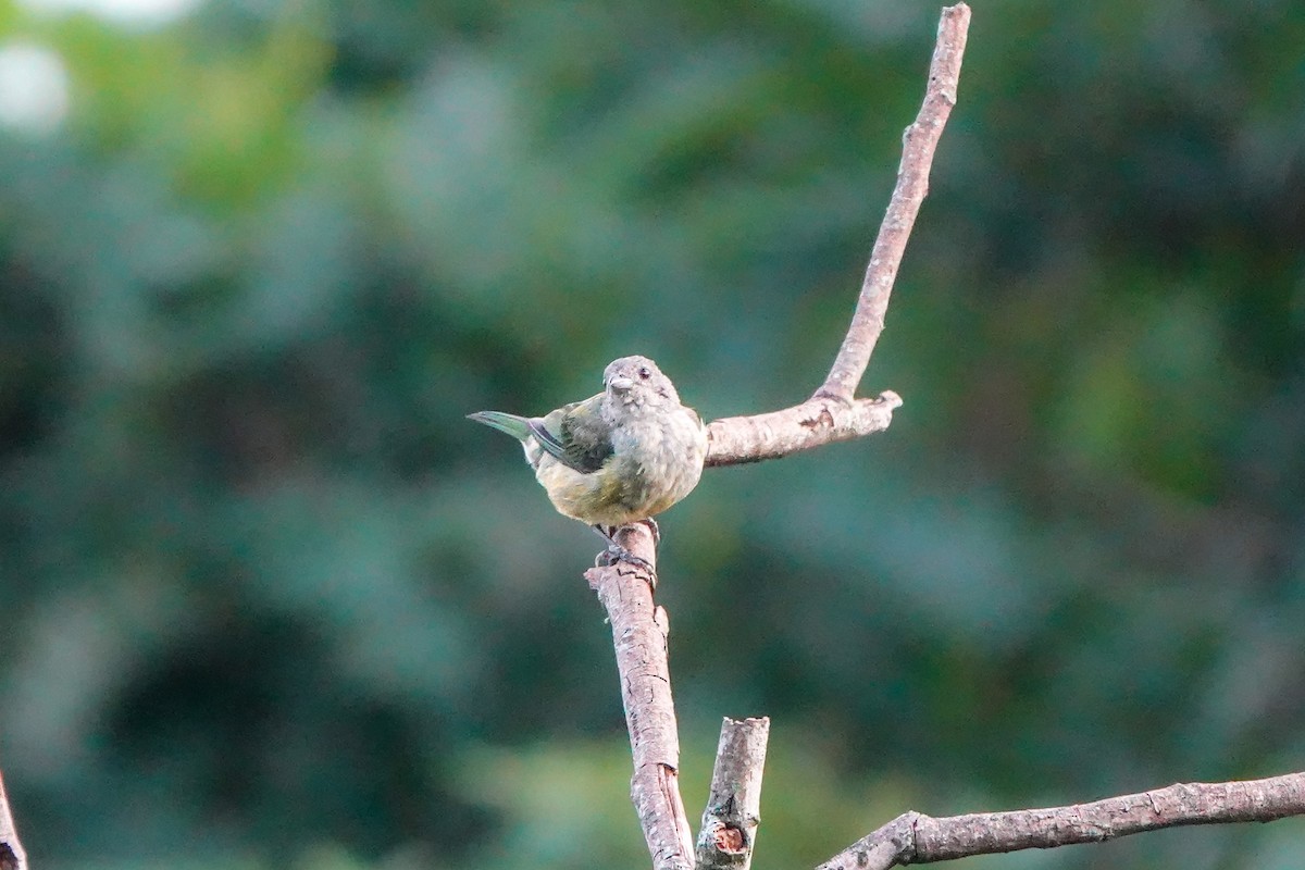 Black-headed Tanager - ML640594775