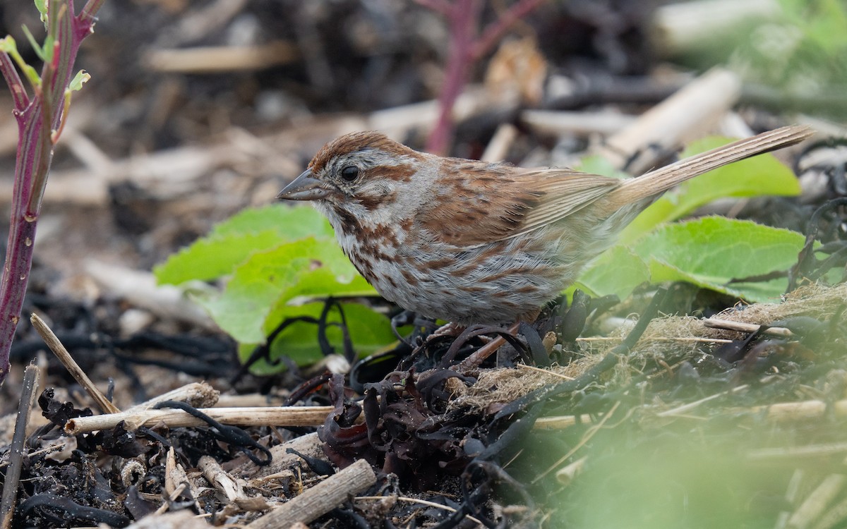 Song Sparrow - ML640594783