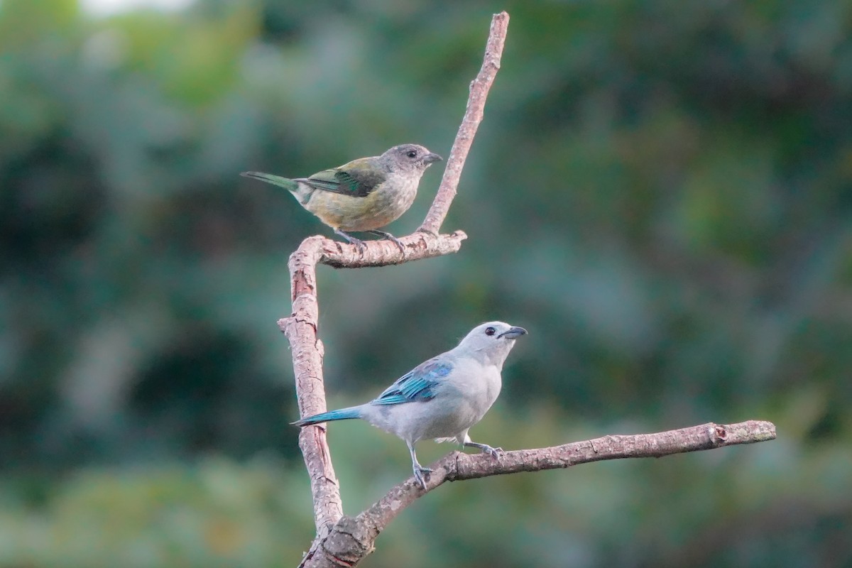 Black-headed Tanager - ML640594785