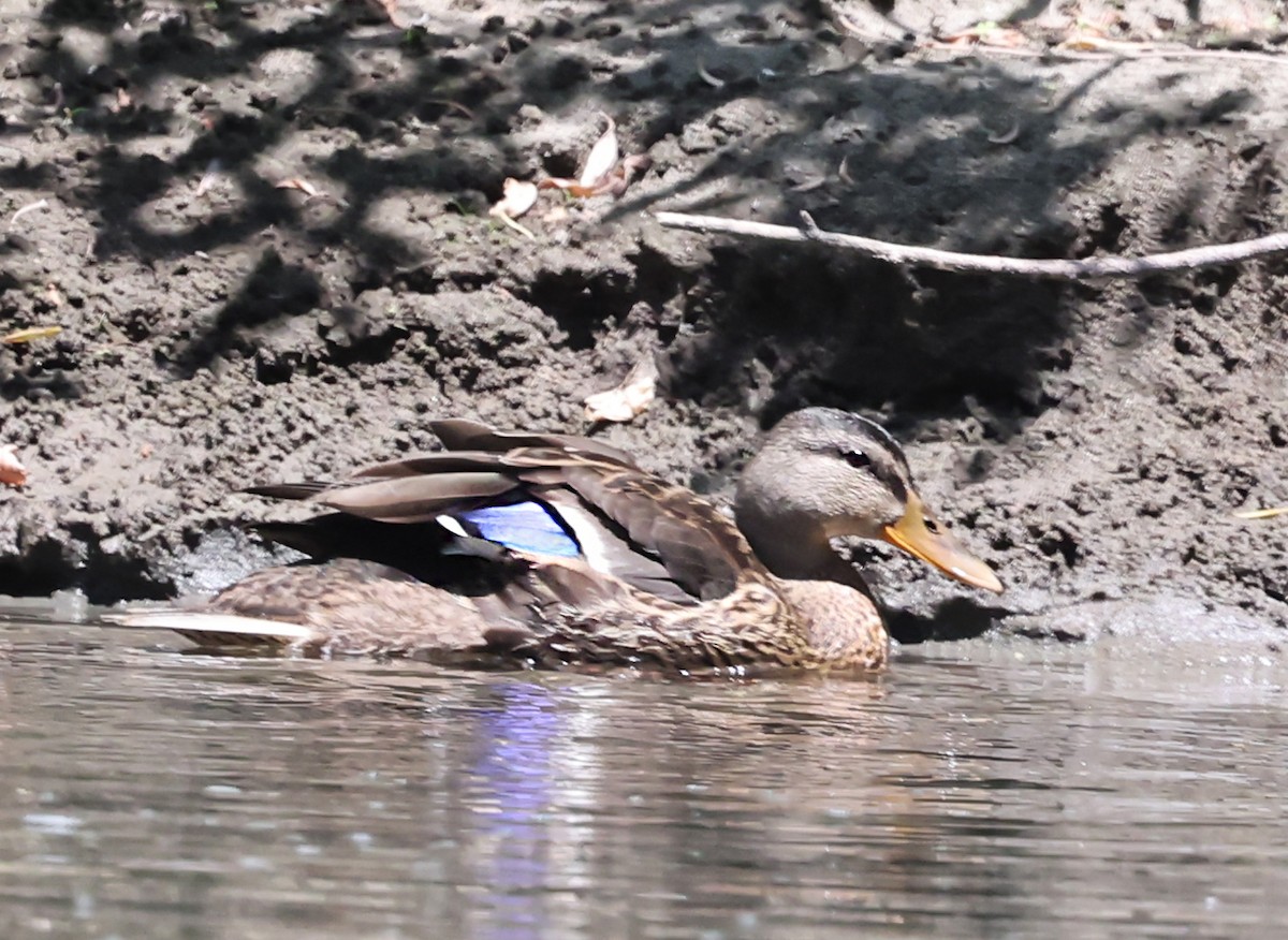 Mallard - ML640594786