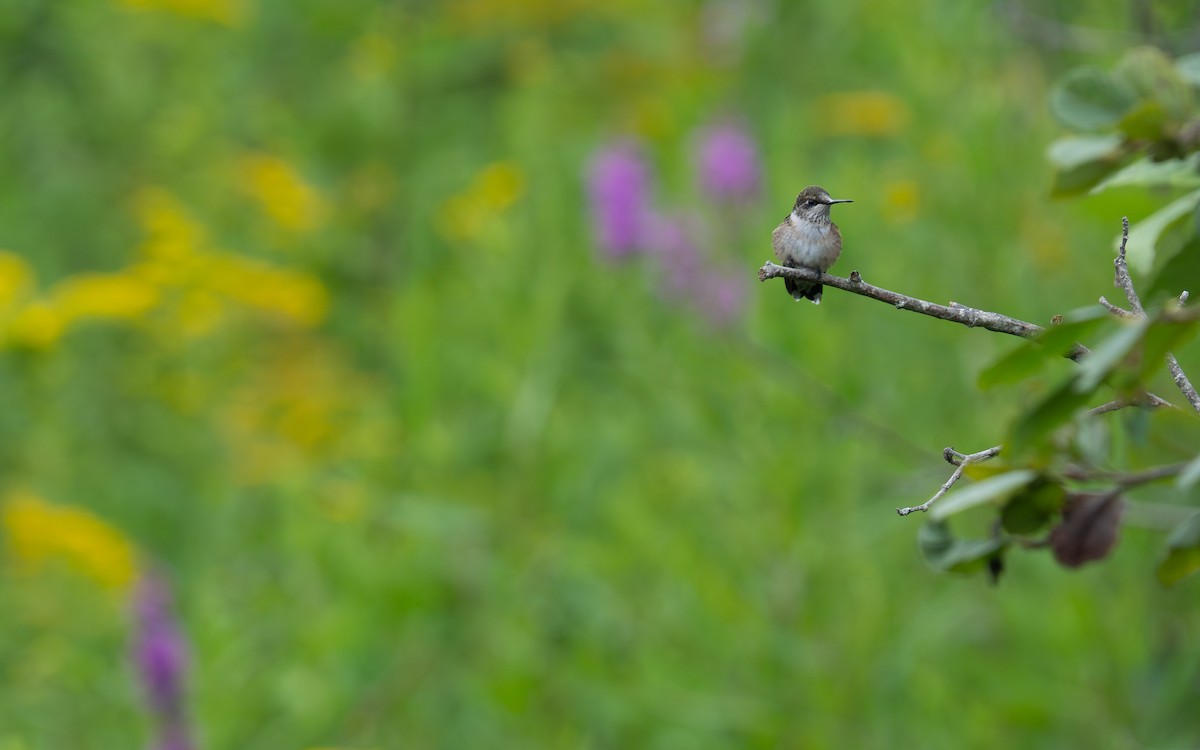 Ruby-throated Hummingbird - ML640594790