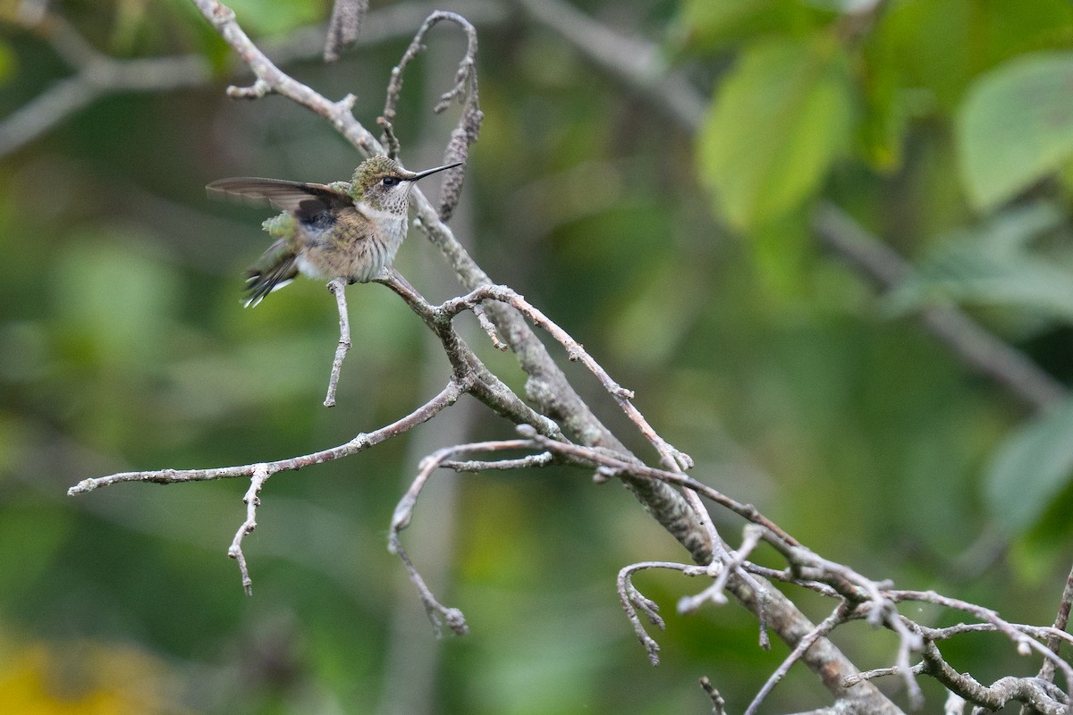 Ruby-throated Hummingbird - ML640594791