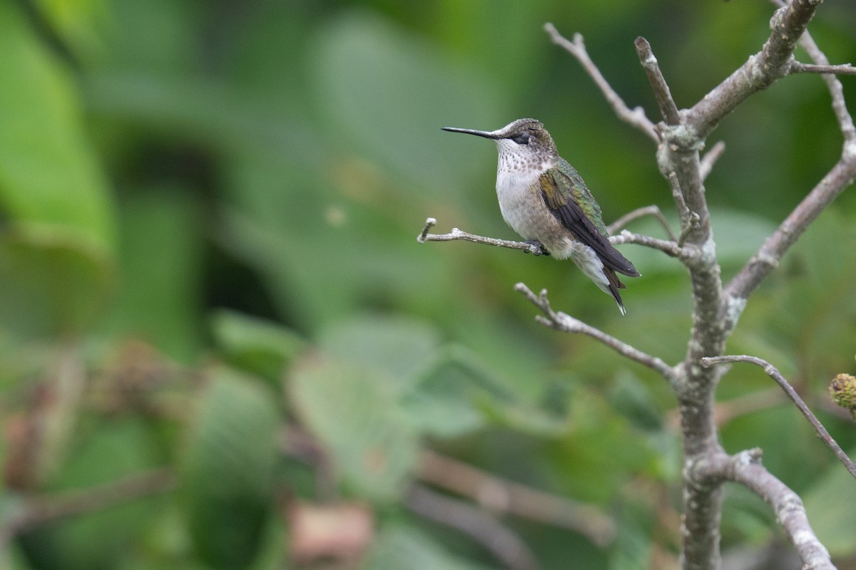 Ruby-throated Hummingbird - ML640594792
