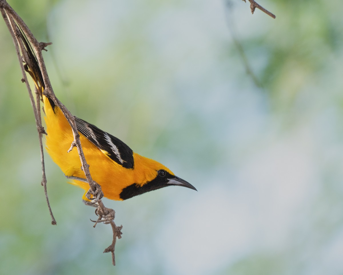 Hooded Oriole - ML640594802