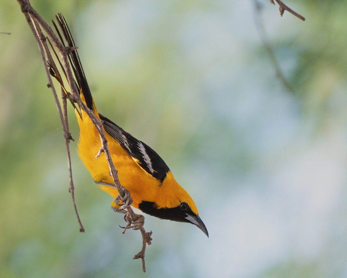 Hooded Oriole - ML640594803