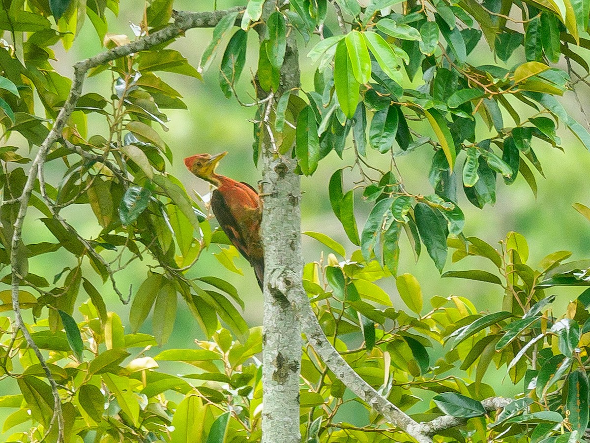 Orange-backed Woodpecker - ML640594819
