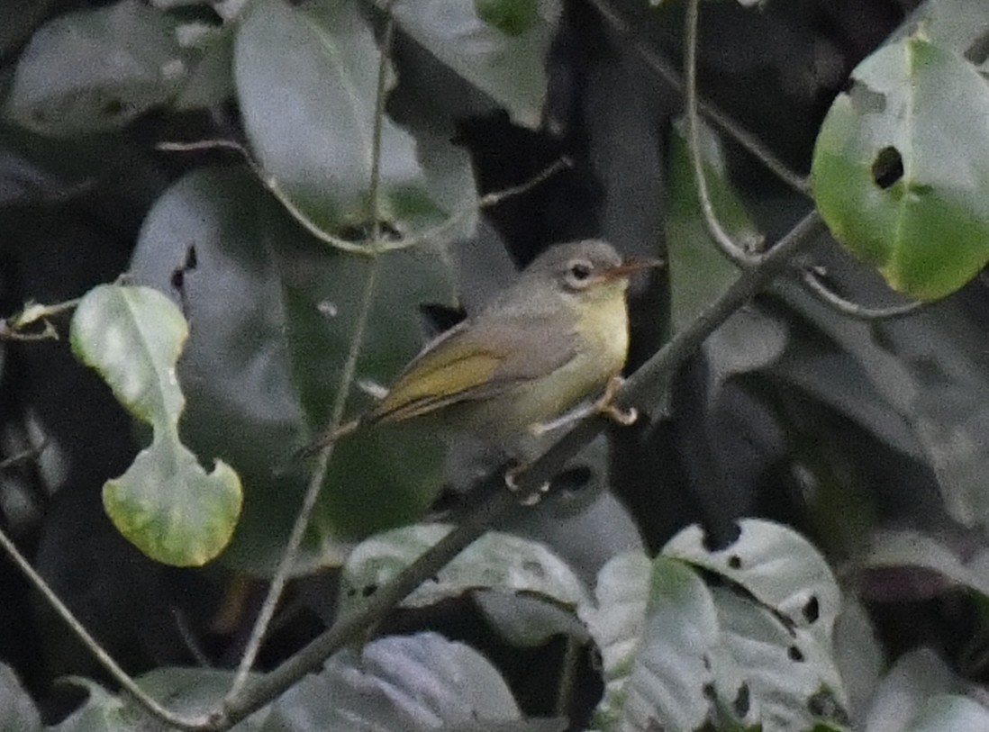 Fraser's Sunbird - ML640594821