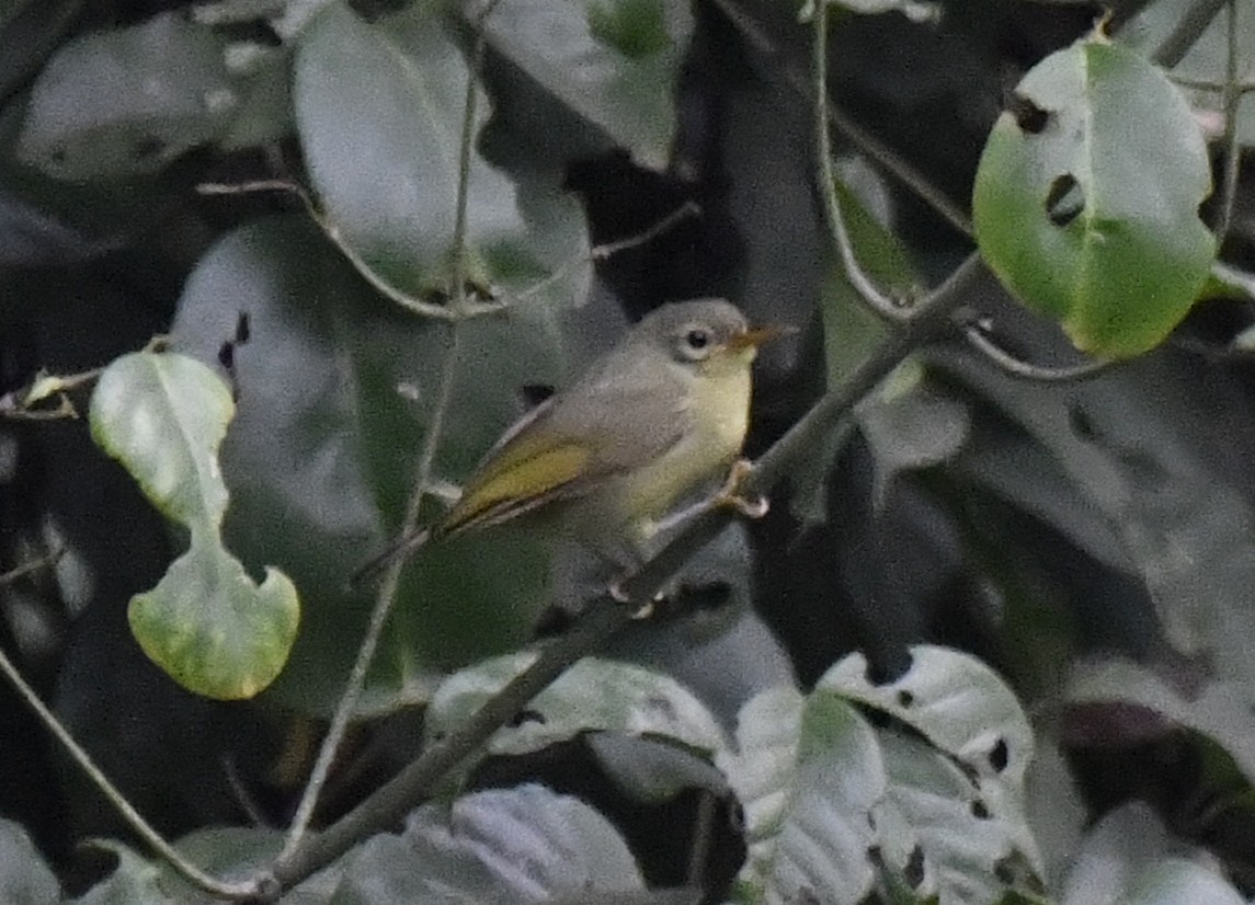 Fraser's Sunbird - ML640594822
