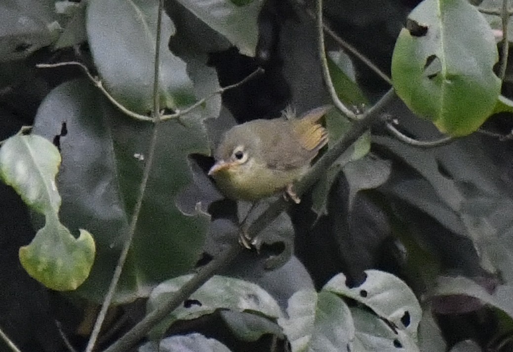 Fraser's Sunbird - ML640594823