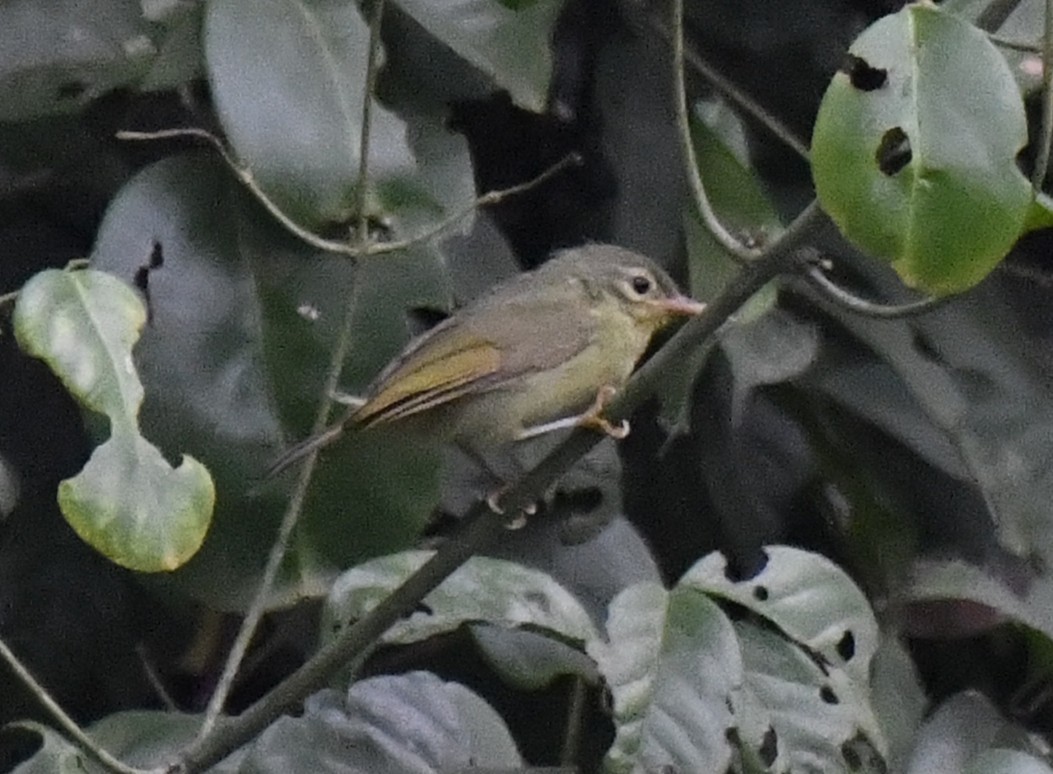 Fraser's Sunbird - ML640594824