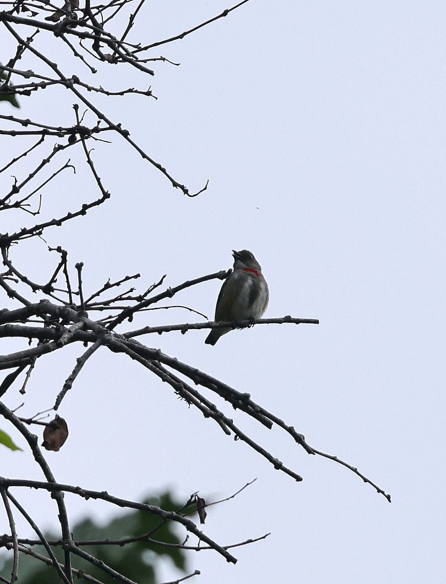 Red-banded Flowerpecker - ML640594845