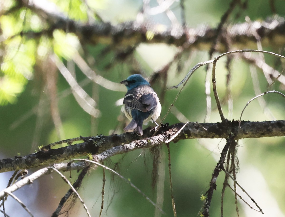 Lazuli Bunting - ML640594854