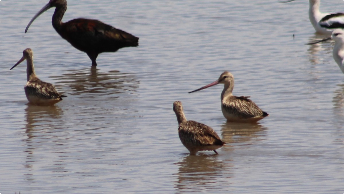 Marbled Godwit - ML640594868