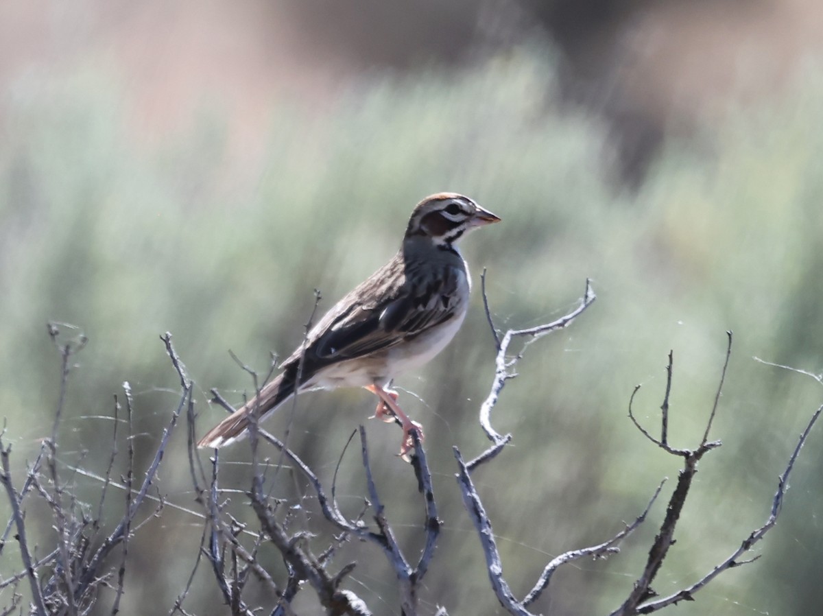Lark Sparrow - ML640594872