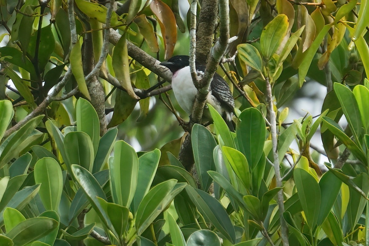Cotinga à gorge mauve - ML640594882