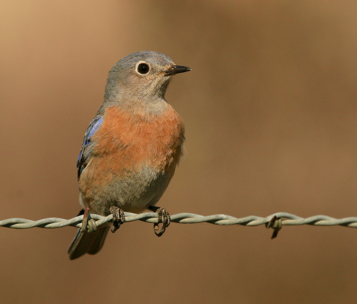 Western Bluebird - ML640594907