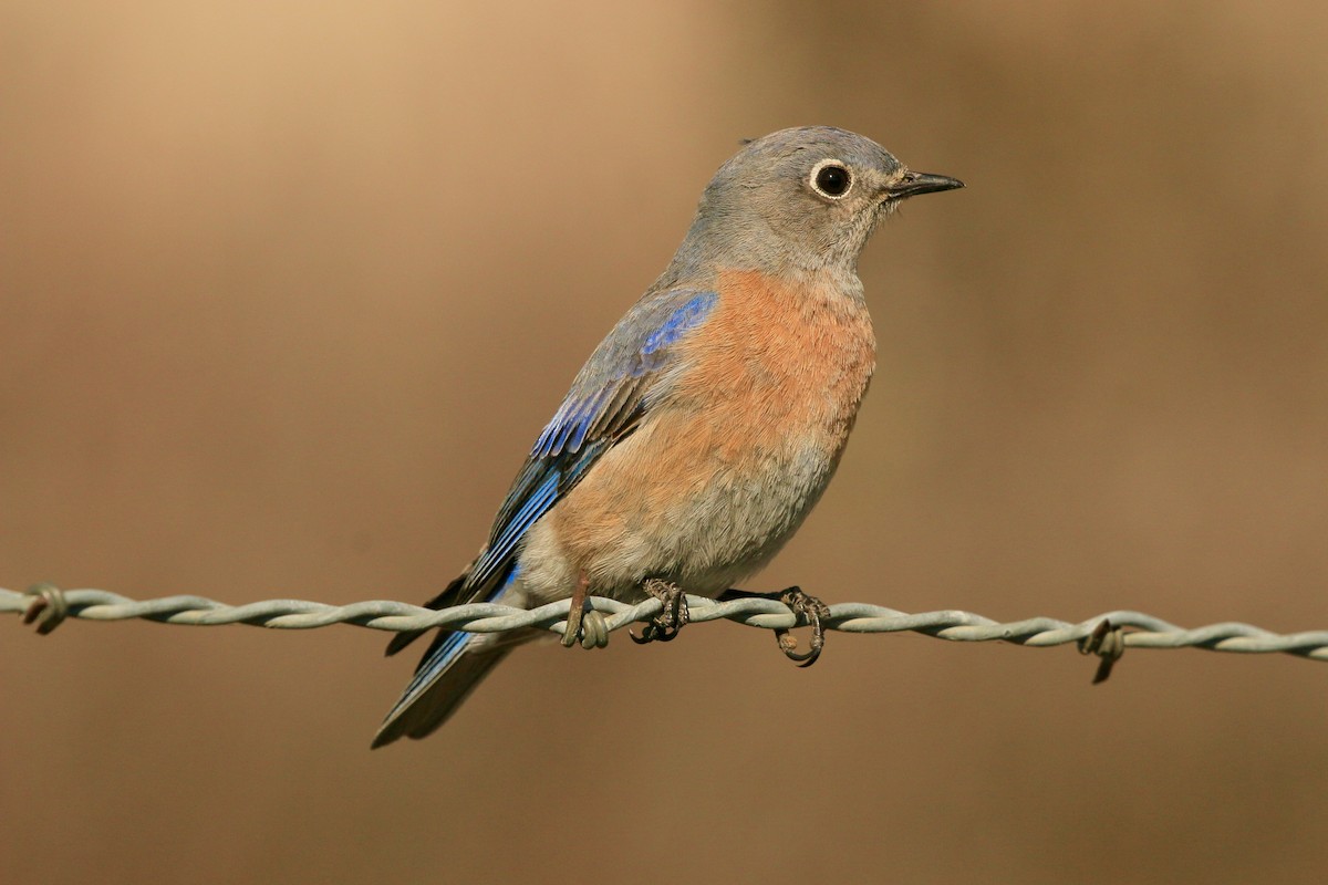 Western Bluebird - ML640594910