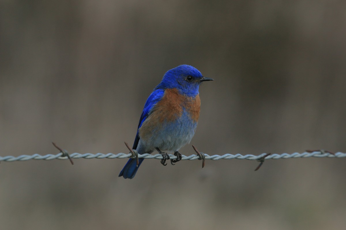 Western Bluebird - ML640594923