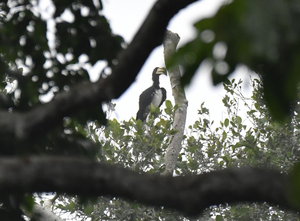 West African Pied Hornbill - ML640594926