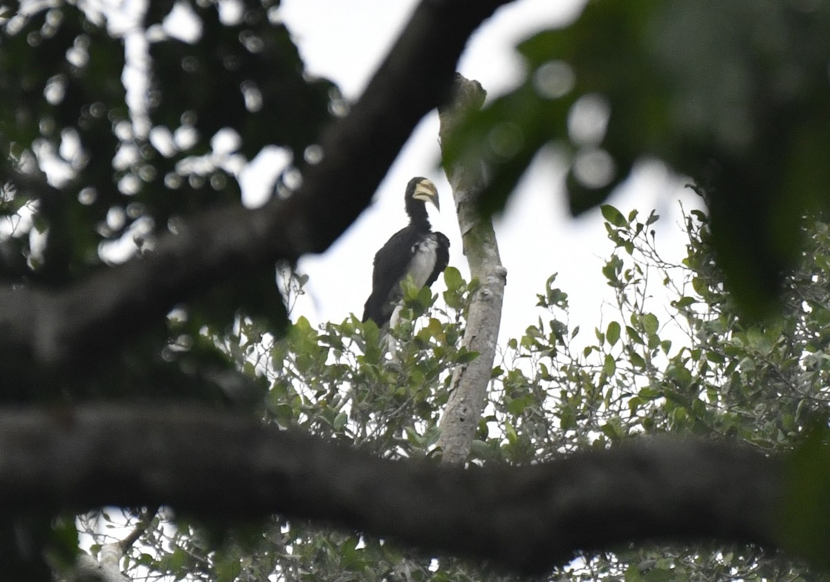 West African Pied Hornbill - ML640594927